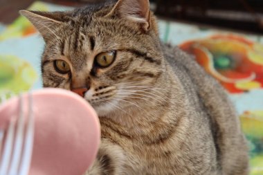 Kedi sokakta sosis yiyor.