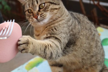 Kedi sokakta sosis yiyor.