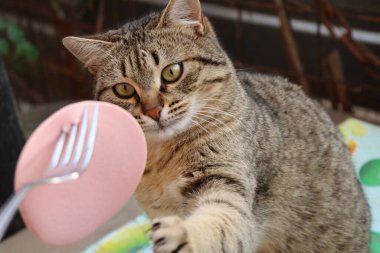 Kedi sokakta sosis yiyor.