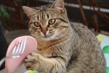 Kedi sokakta sosis yiyor.