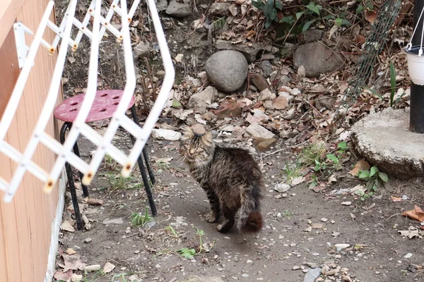 Gato Está Sentado Fora — Fotografia de Stock