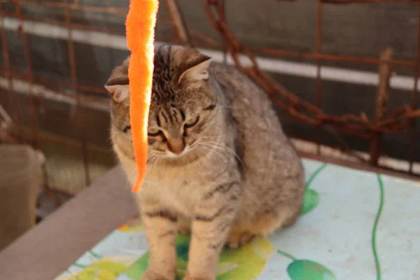 Gato Jugando Calle — Foto de Stock