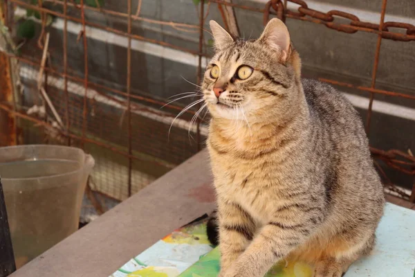 Kucing Itu Duduk Luar — Stok Foto