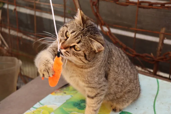 Gato Jugando Calle — Foto de Stock