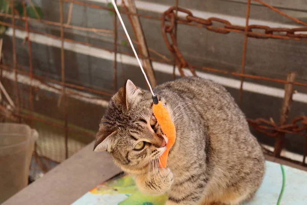 Katze Spielt Auf Der Straße — Stockfoto