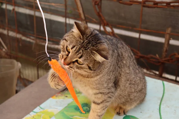 Katze Spielt Auf Der Straße — Stockfoto