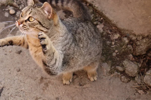 Katze Spielt Auf Der Straße — Stockfoto