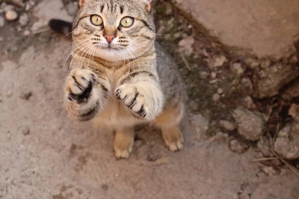 Кошка Играет Улице — стоковое фото