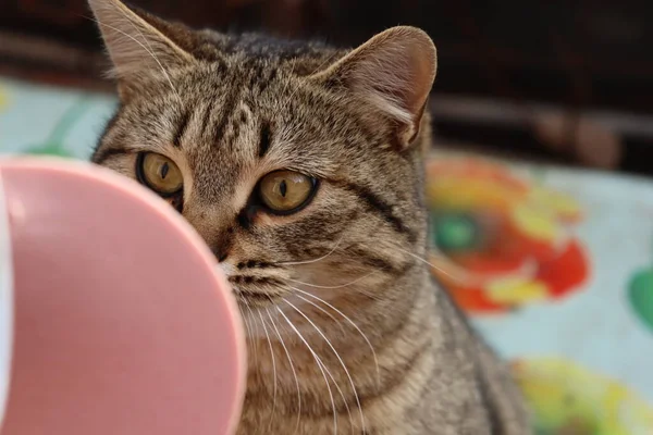 Kedi sokakta sosis yiyor.