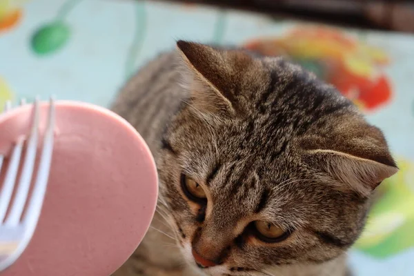 Kedi sokakta sosis yiyor.