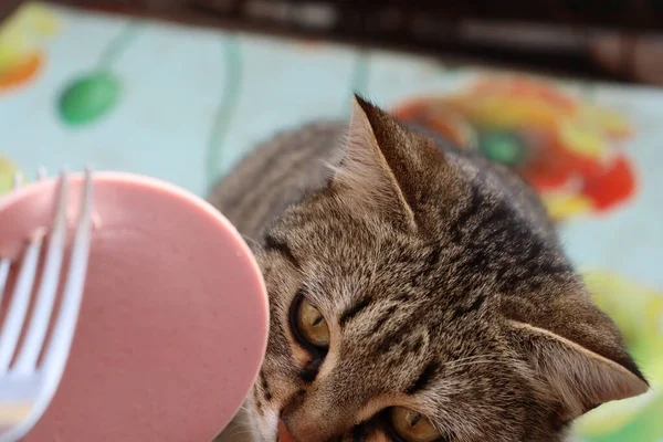 Kedi sokakta sosis yiyor.