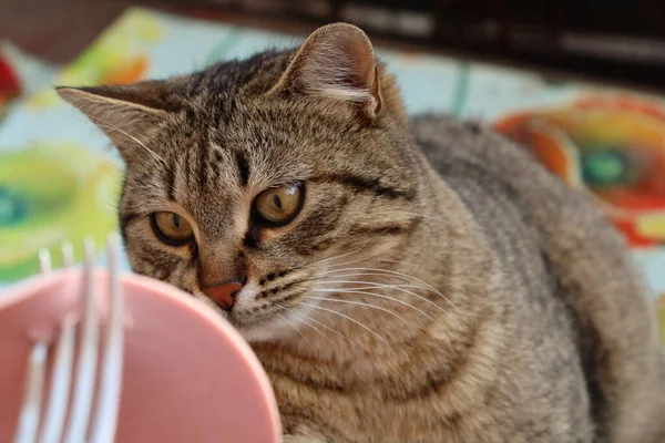 Cat Eats Sausage Street — Stock Photo, Image