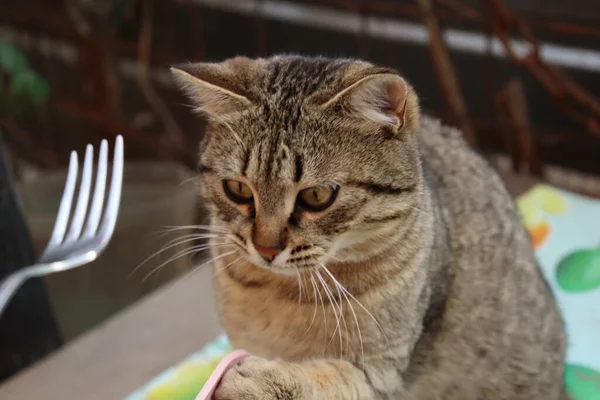 Gato Está Sentado Fora — Fotografia de Stock