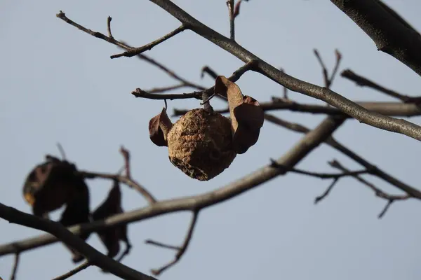 Frutos Secos Una Rama Árbol —  Fotos de Stock