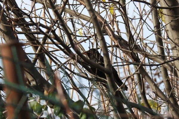 Oiseau Noir Parmi Les Branches Arbre — Photo