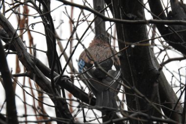 Ağaçta oturan ıslak bir kuş.