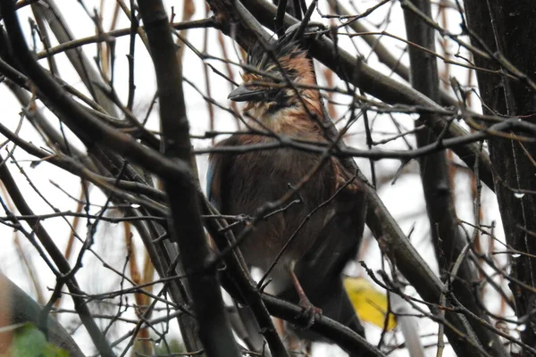 Ağaçta Oturan Islak Bir Kuş — Stok fotoğraf