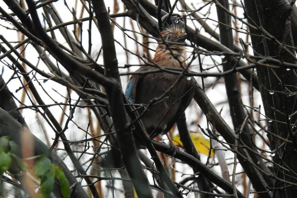 Oiseau Mouillé Assis Sur Arbre — Photo