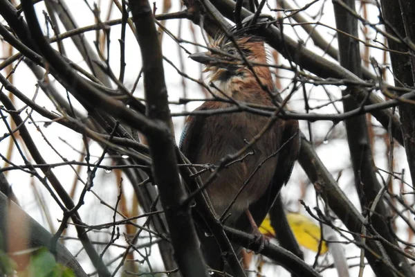 Mokry Ptak Siedzący Drzewie — Zdjęcie stockowe