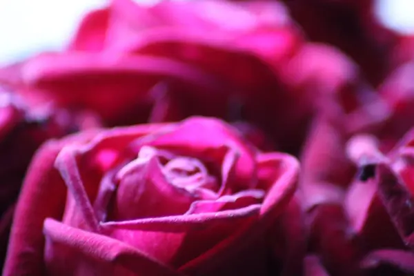 Różowa Róża Drewnianym Stole — Zdjęcie stockowe