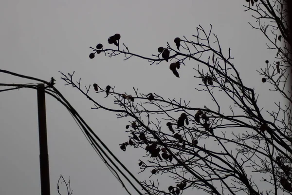 Silhouette Plant — Stock Photo, Image