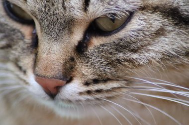 Bir kedinin portresi