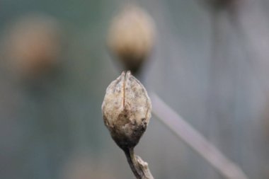 Parkta çiçek tomurcuğu