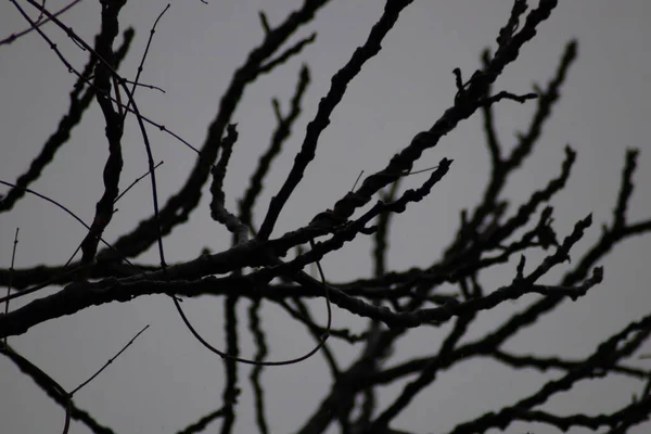 Ramas Árbol — Foto de Stock