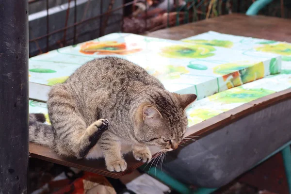 Porträt Einer Katze — Stockfoto