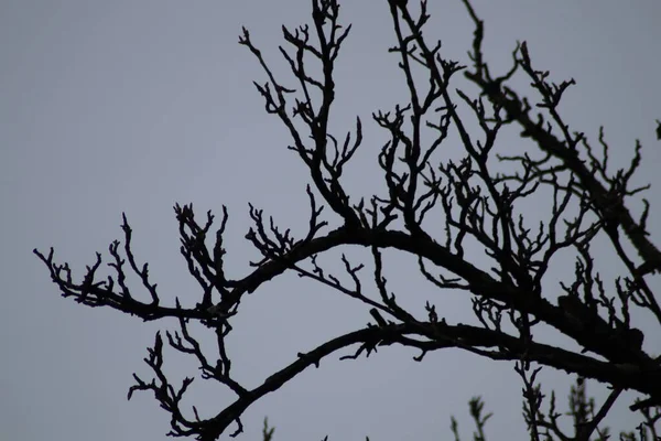 Äste Eines Baumes — Stockfoto