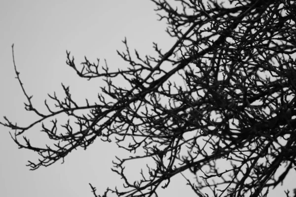 Гілки Дерева — стокове фото