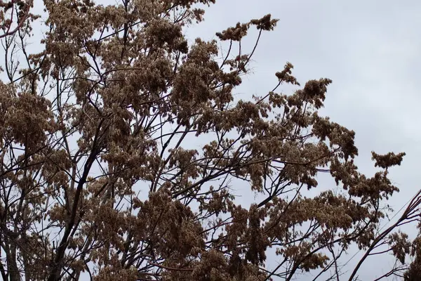 Ramas Árbol — Foto de Stock