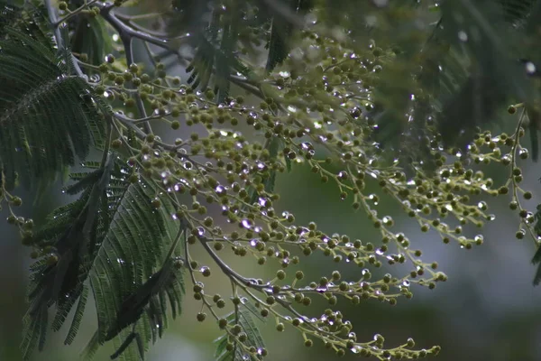 Rain Drops Branches Tree — Stock Photo, Image