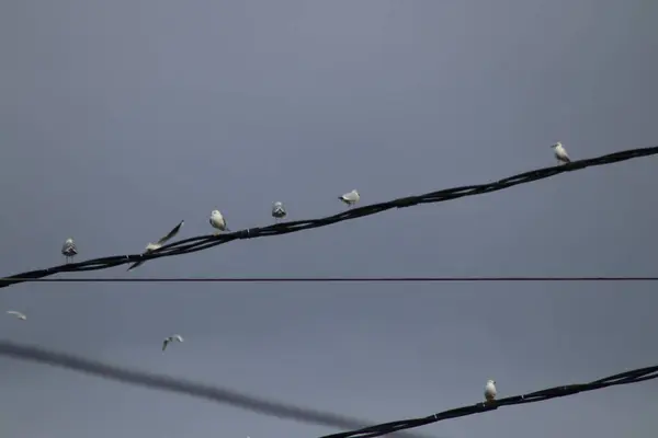 Gaviotas Sientan Cables Alto Voltaje —  Fotos de Stock