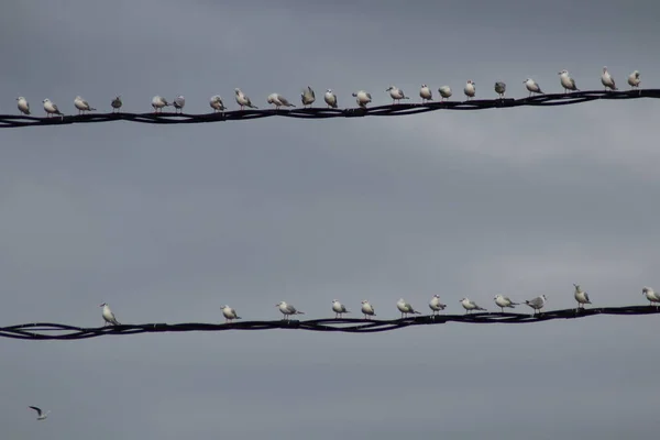 Gaviotas Sientan Cables Alto Voltaje —  Fotos de Stock