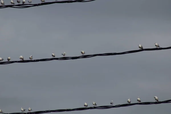 Gaivotas Sentam Fios Alta Tensão — Fotografia de Stock