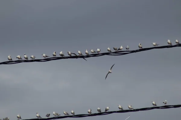 Gaviotas Sientan Cables Alto Voltaje —  Fotos de Stock