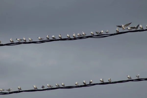 Gaviotas Sientan Cables Alto Voltaje —  Fotos de Stock