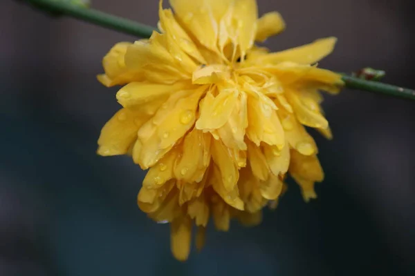 Flor Amarela Com Orvalho — Fotografia de Stock