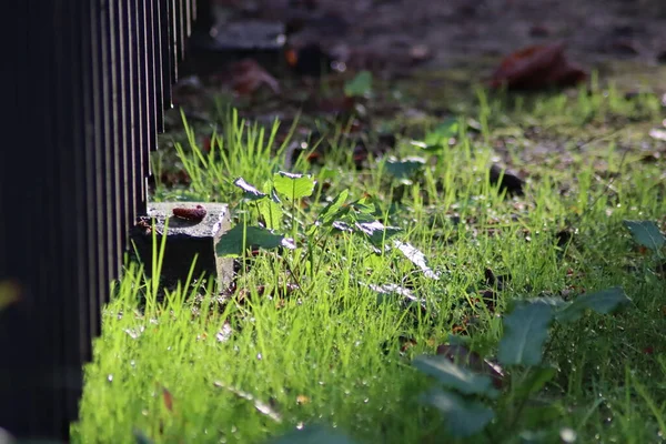 Watering Can Garden — Stock Photo, Image