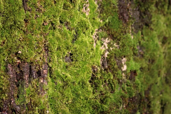 木の樹皮に苔 — ストック写真