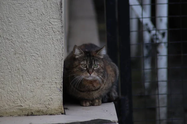 Porträtt Katt — Stockfoto