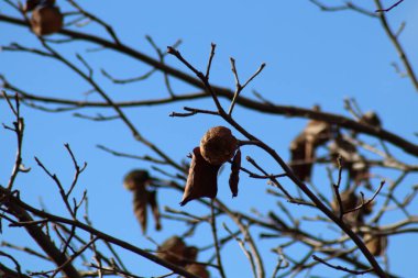 Mavi gökyüzüne karşı dallar