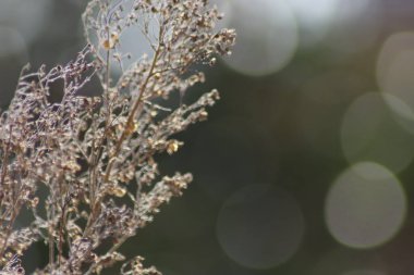 arkaplan olarak kuru ot