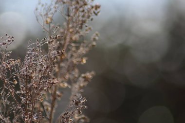 arkaplan olarak kuru ot