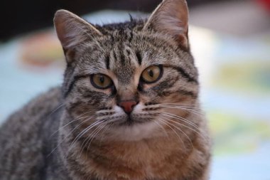 Kedi dışarıda oturuyor.