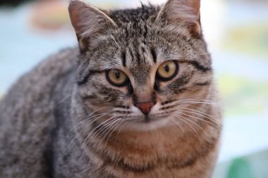 Kedi dışarıda oturuyor.