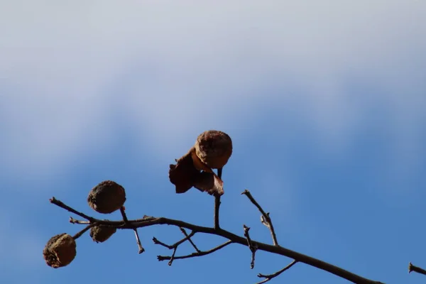 Zweige Gegen Blauen Himmel — Stockfoto