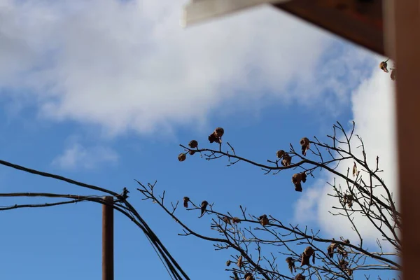 Zweige Gegen Blauen Himmel — Stockfoto