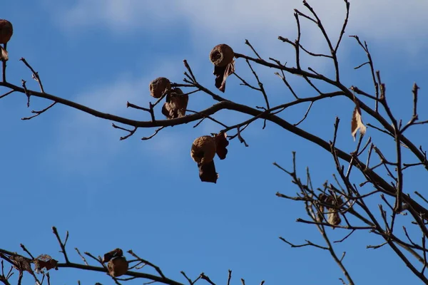 Takken Tegen Blauwe Lucht — Stockfoto